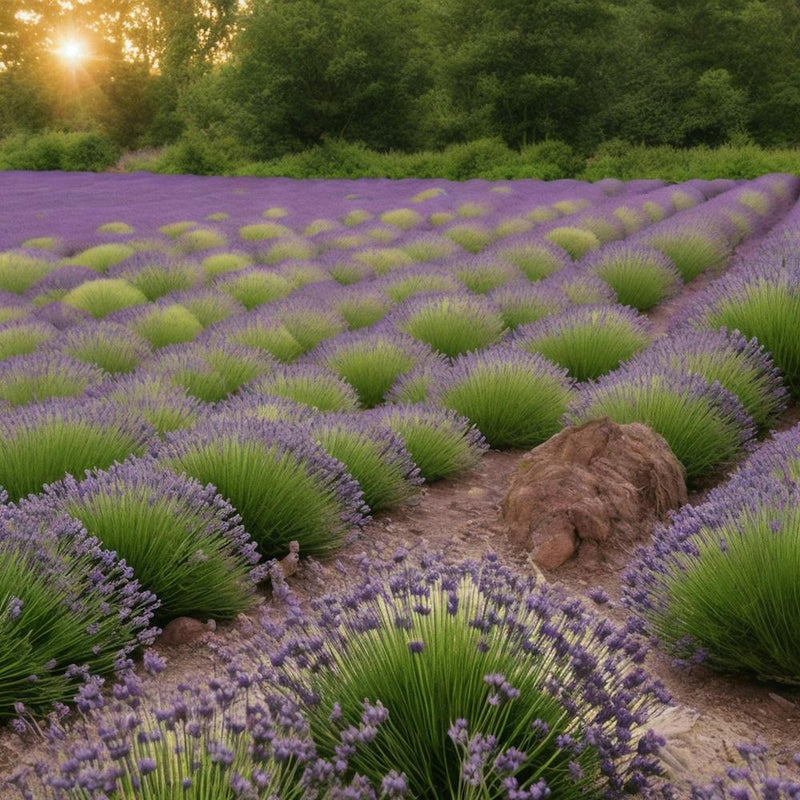 Lavender Field At Sunset
