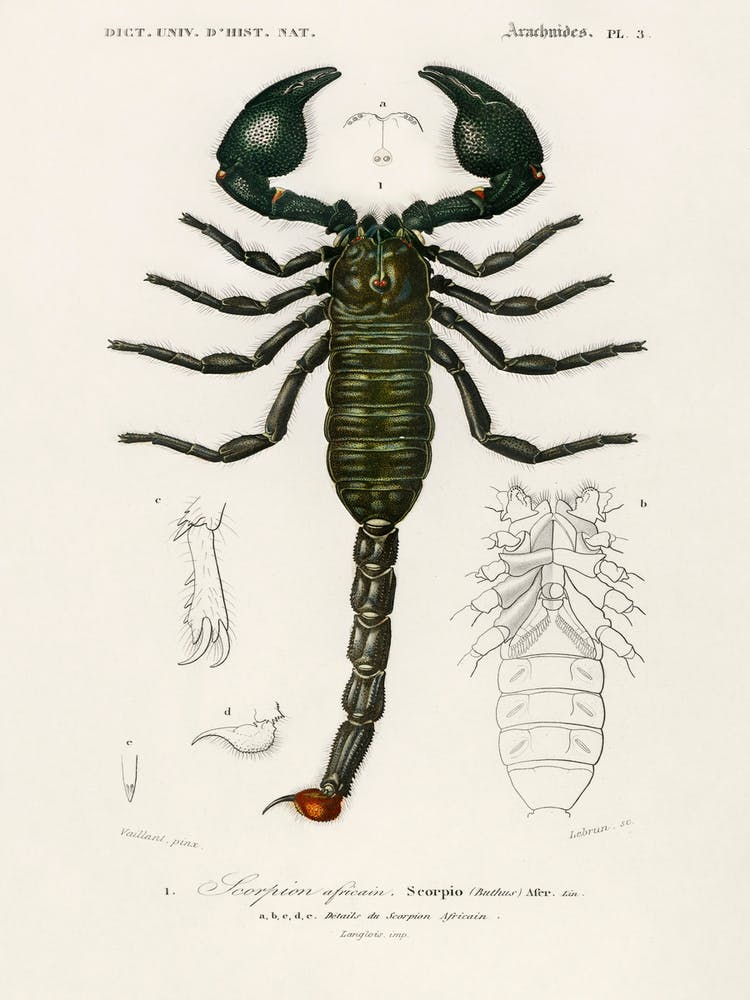 The Emperor Scorpion (Buthus Afer), Charles Dessalines D' Orbigny