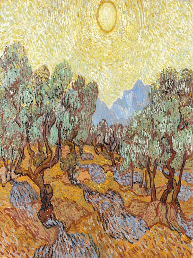 Olive Trees In The Sun