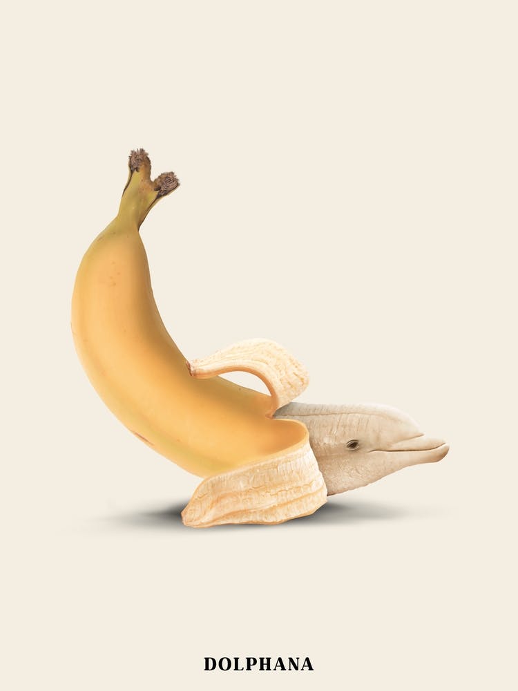 Dolphana Cream & Yellow