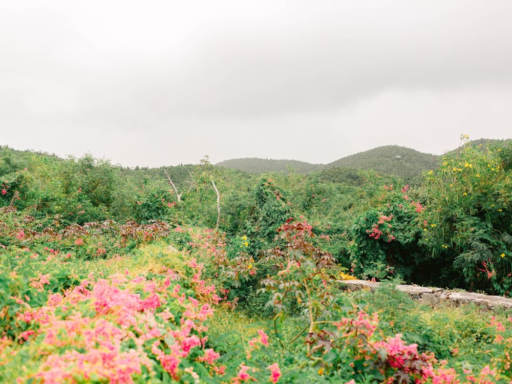 Pink Flowers On a Mountain 