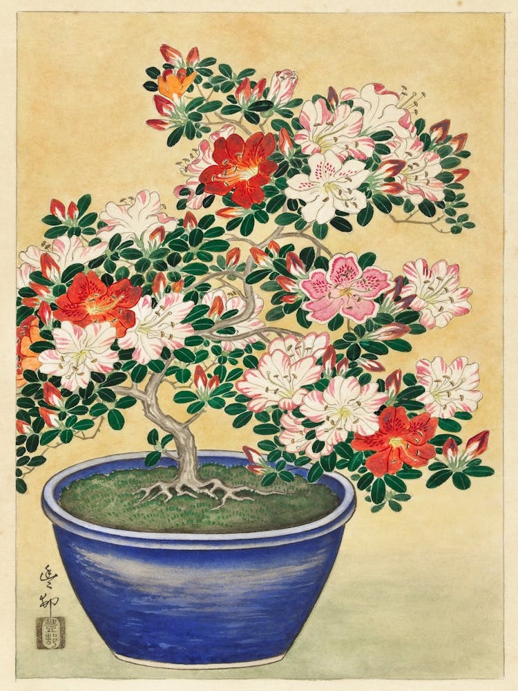 Bonsai
