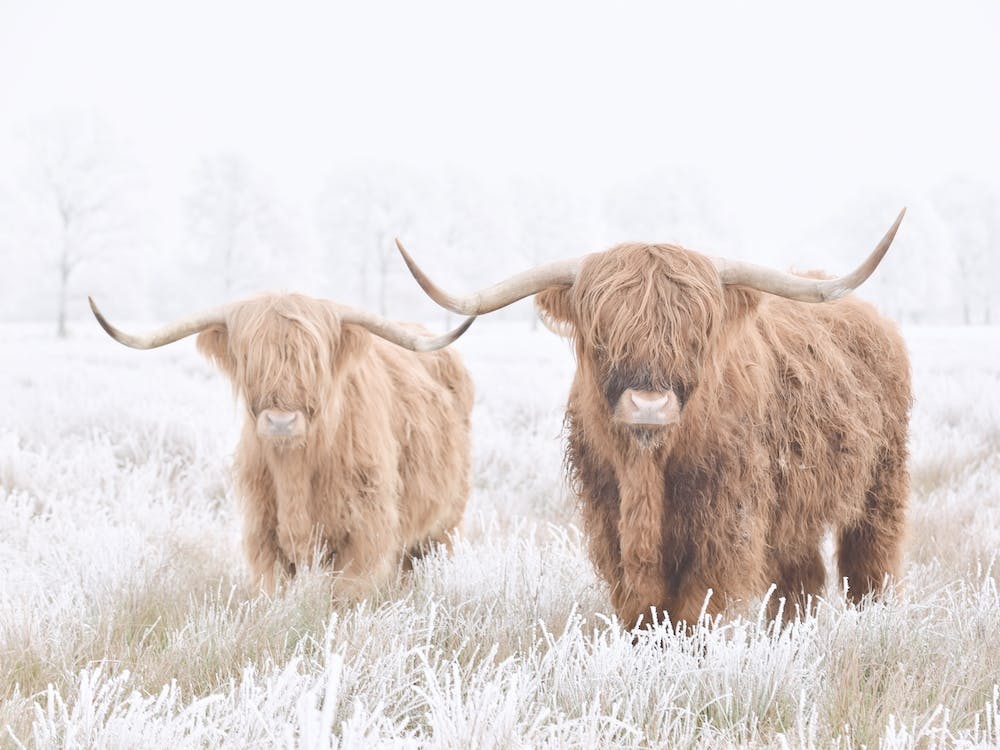 Two Highland Cows