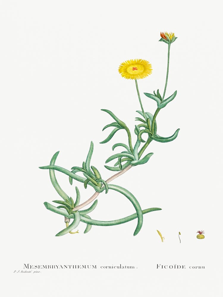 Mesembryanthemum Corniculatum, Pierre Joseph Redoute