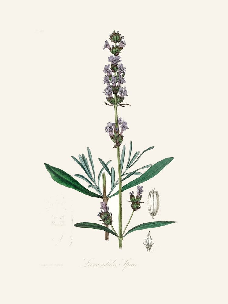 Vintage Botanical John Stephenson and James Morss Churchill _2731673
