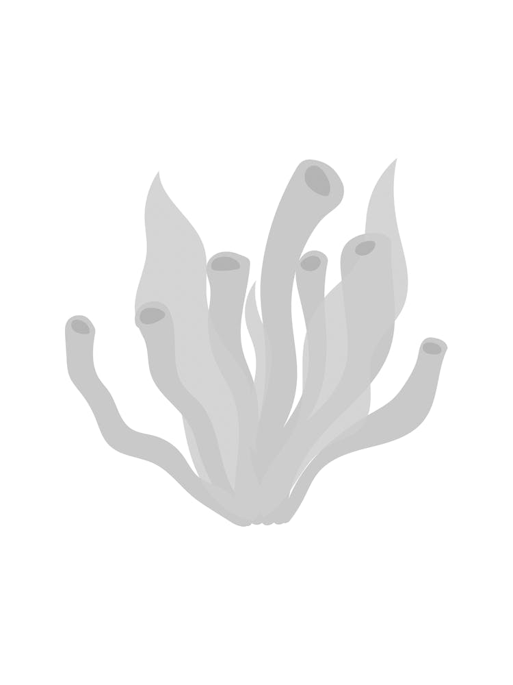 Seaweed 1
