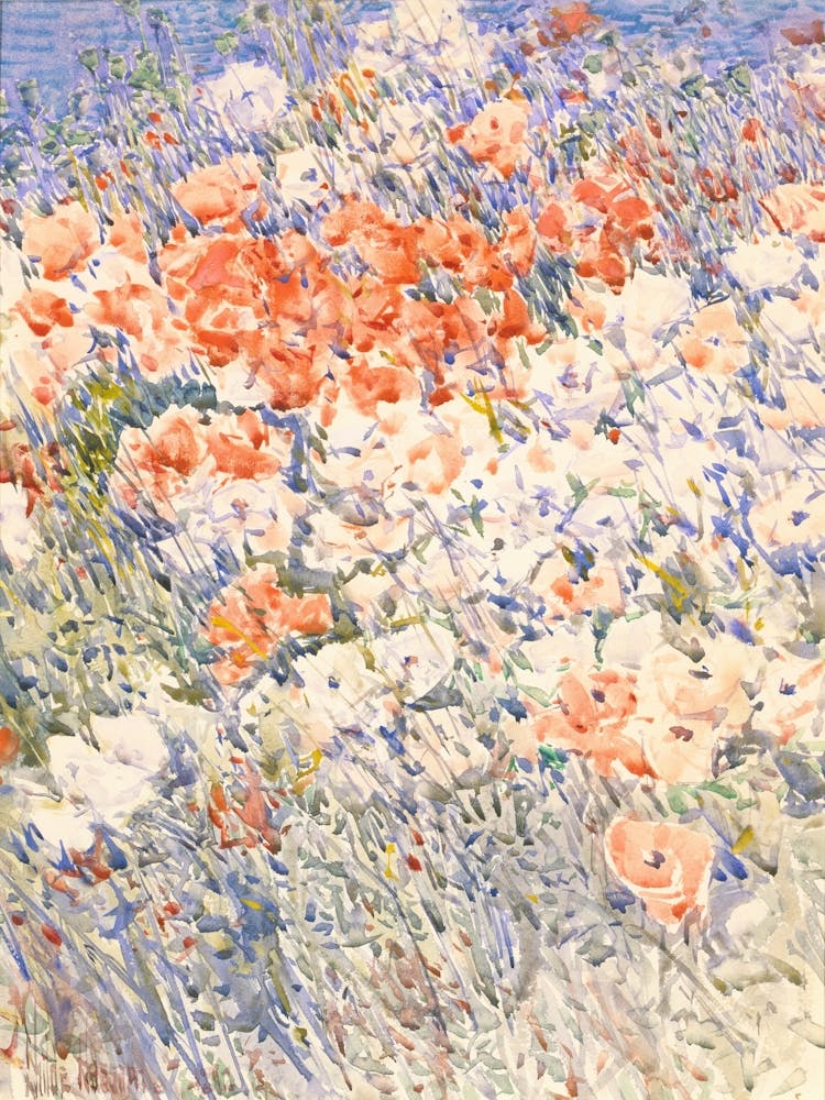 Poppies In The Meadow