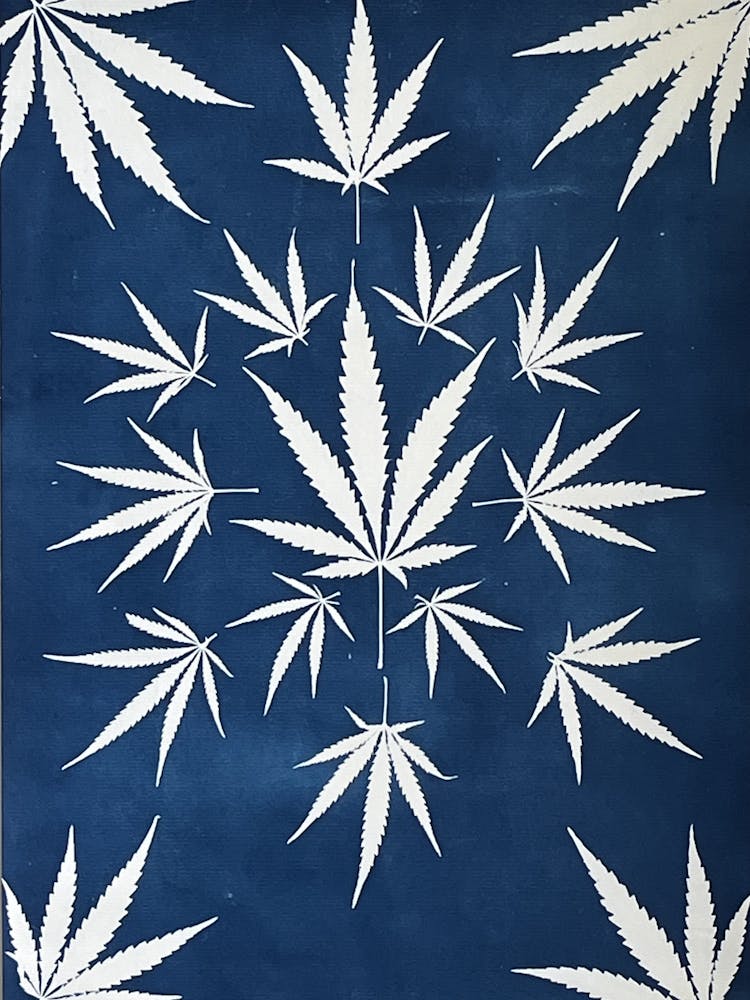 Feuille de chanvre, cyanotype bleu