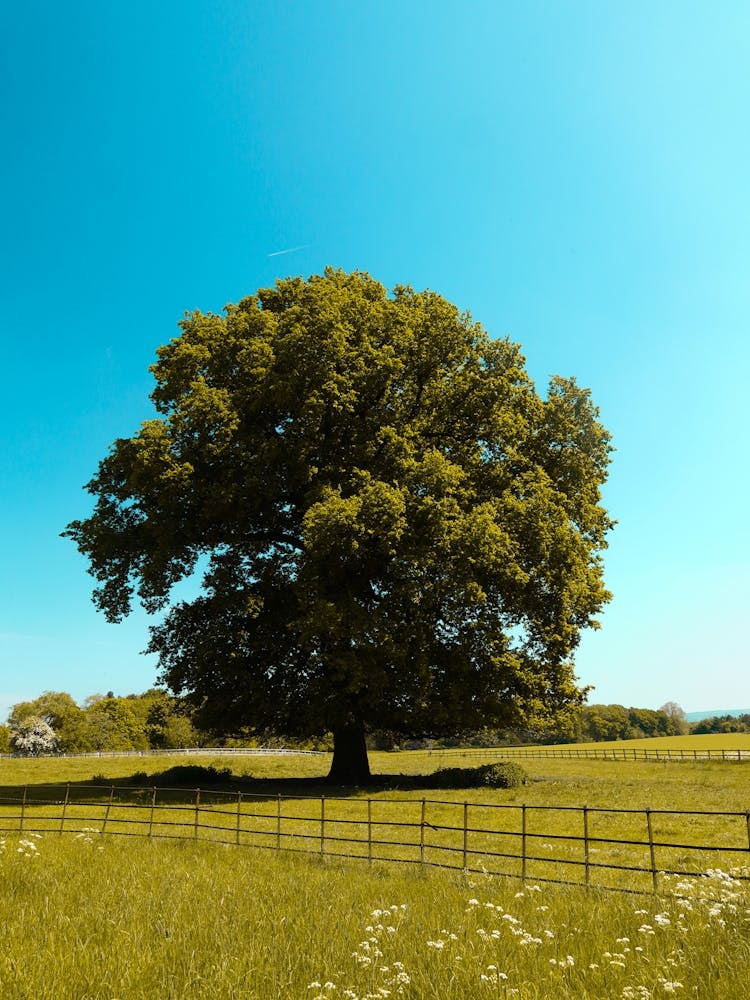 Arbre Solitaire Dans un Champ 1