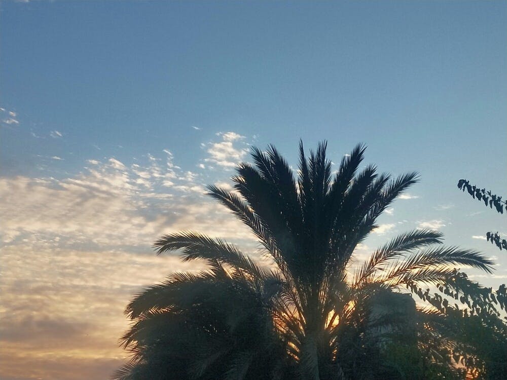 Coucher de Soleil avec Palmiers