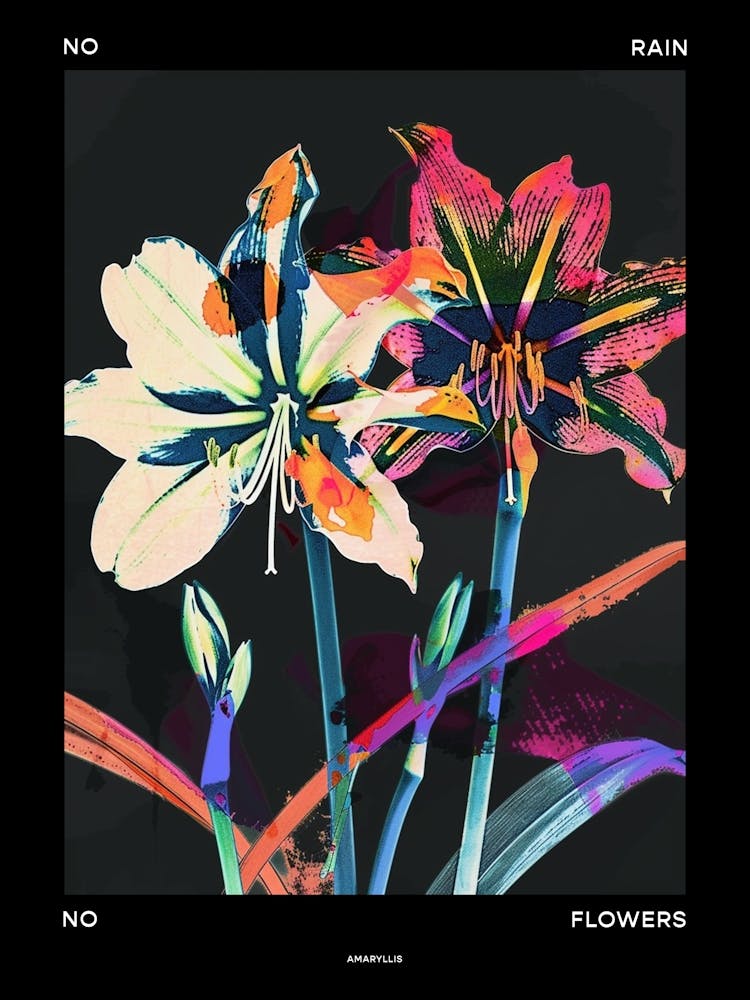 No Rain No Flowers Poster Amaryllis 7
