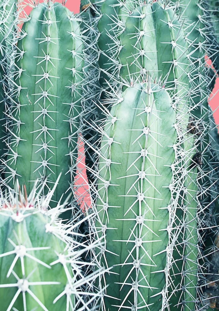 Cactus Up Close In