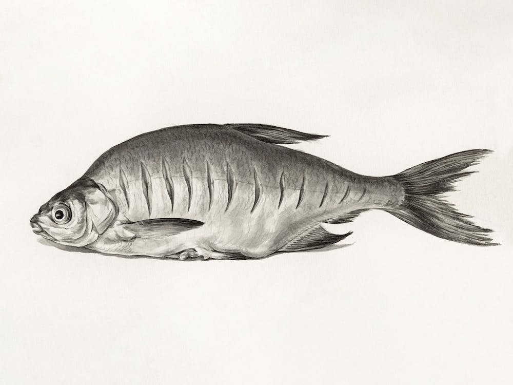 Fish, Jean Bernard