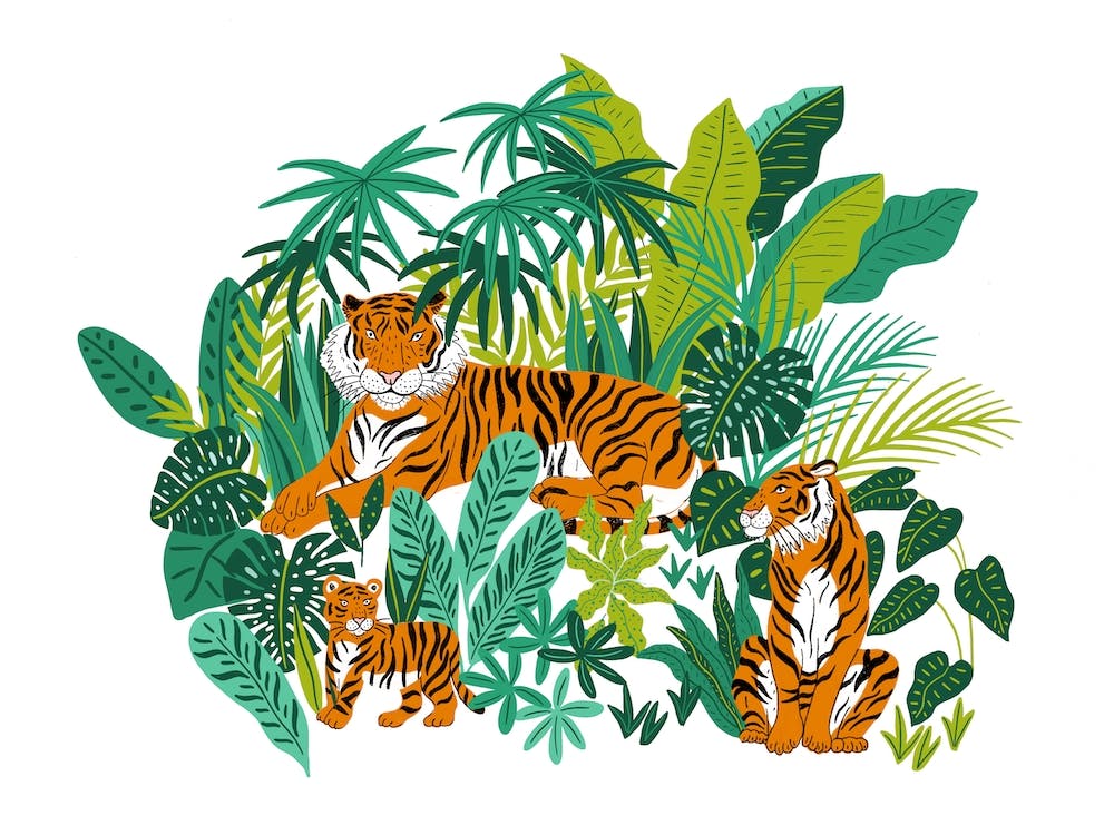 Tiger Family In The Wild