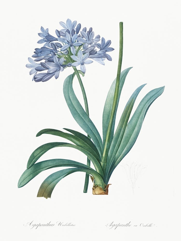 Schmucklilie Illustration aus Les Liliacées (1805), Pierre Joseph Redoute