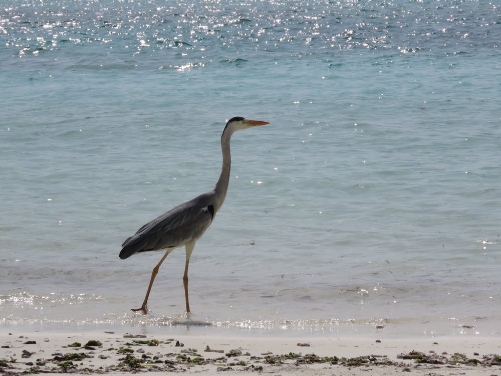 Heron On The Beach Tropical Maldives