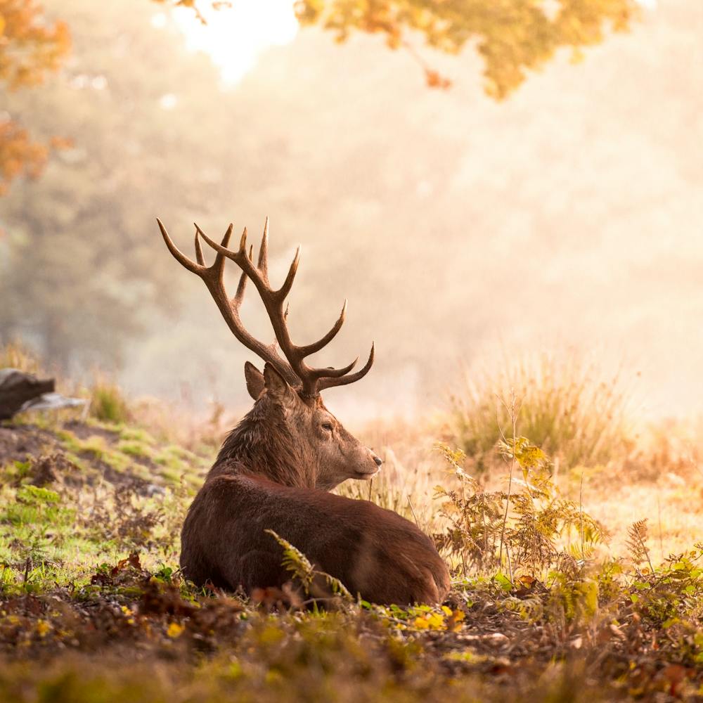 Majestätischer Hirsch im Herbstwald