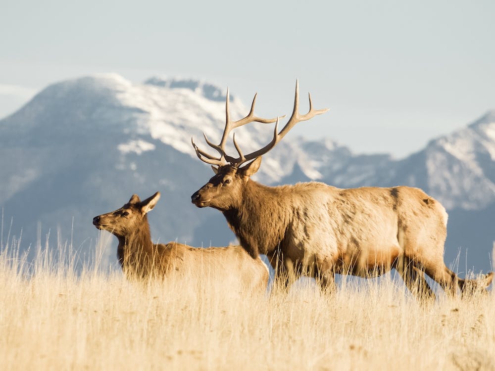 Bull Elk