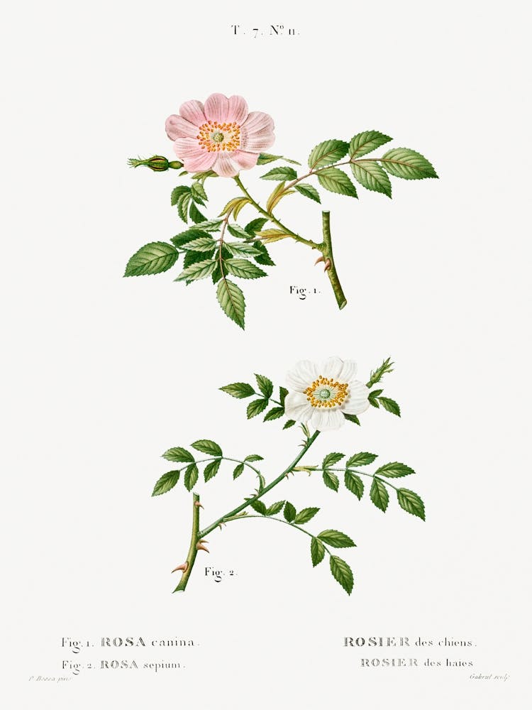 Rosier des Chiens et Rose Sauvage, Pierre Joseph Redoute