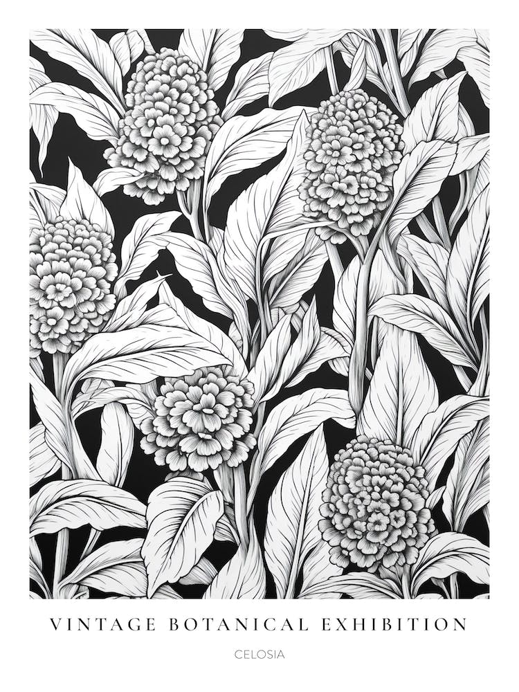 Celosia B&W Vintage Botanical Poster