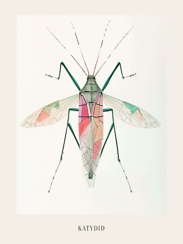 Colourful Insect Illustration Katydid 9 Poster