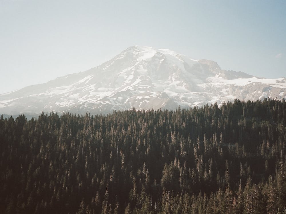 Mountain Peak Forest