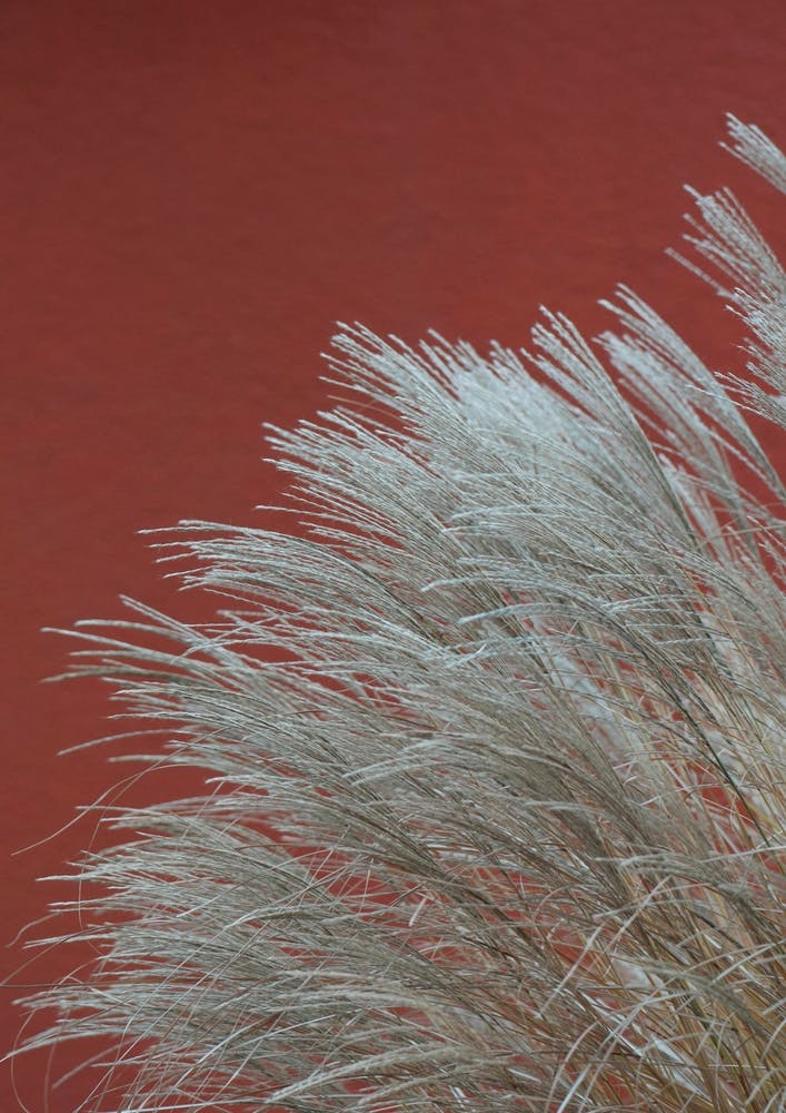Grasses In The Wind Terracotta