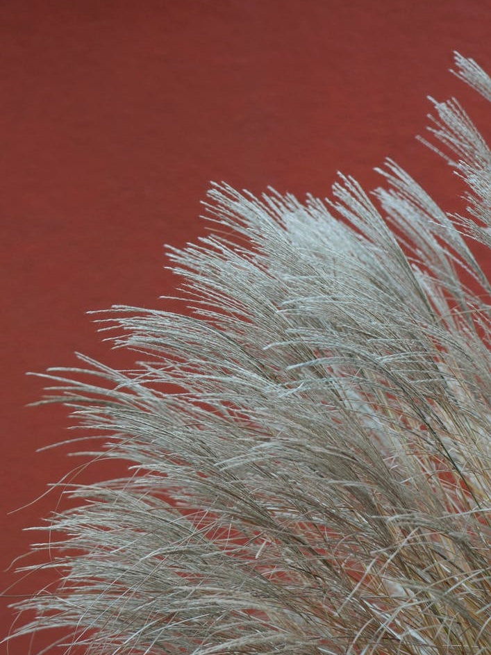 Grasses In The Wind Terracotta