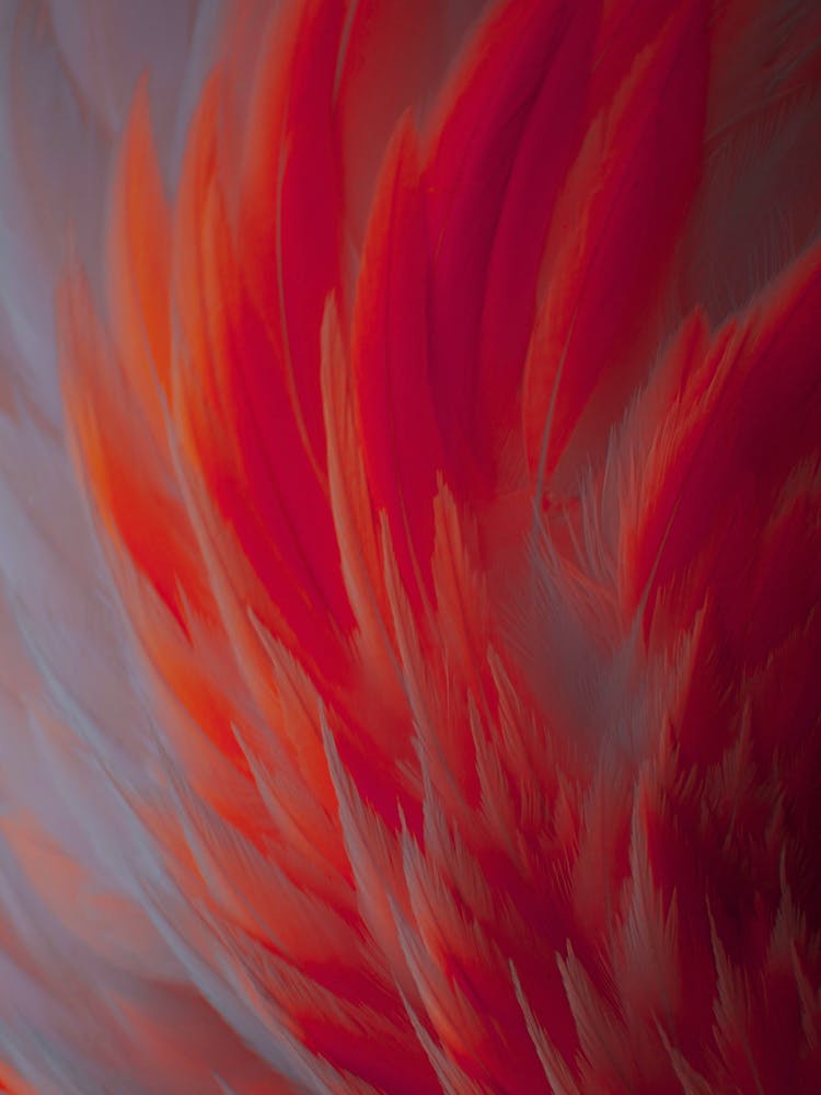 Flamant Abstrait