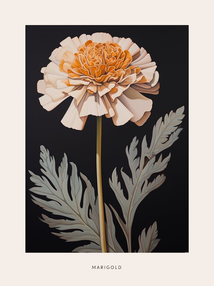 Flower Illustration Marigold 1 Poster
