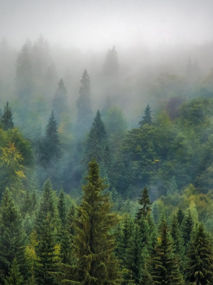 Misty Forest