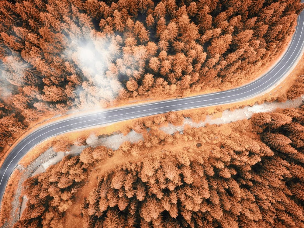 Aerial View Of A Winding Road Through Pine Forest