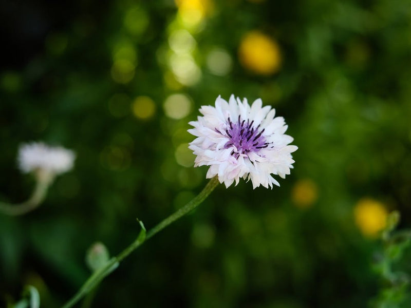 Little Purple Flower In the Springtime // Nature Photography