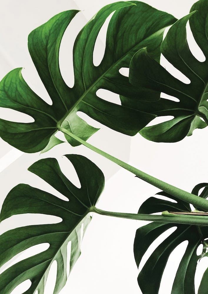 Full Green Plant