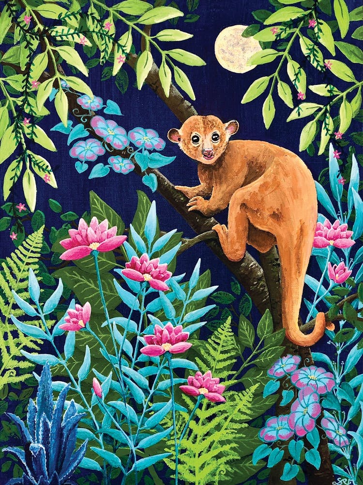 Kinkajou Jungle