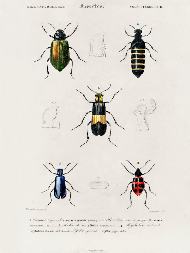 Different Types Of Beetles, Charles Dessalines D'Orbigny 1