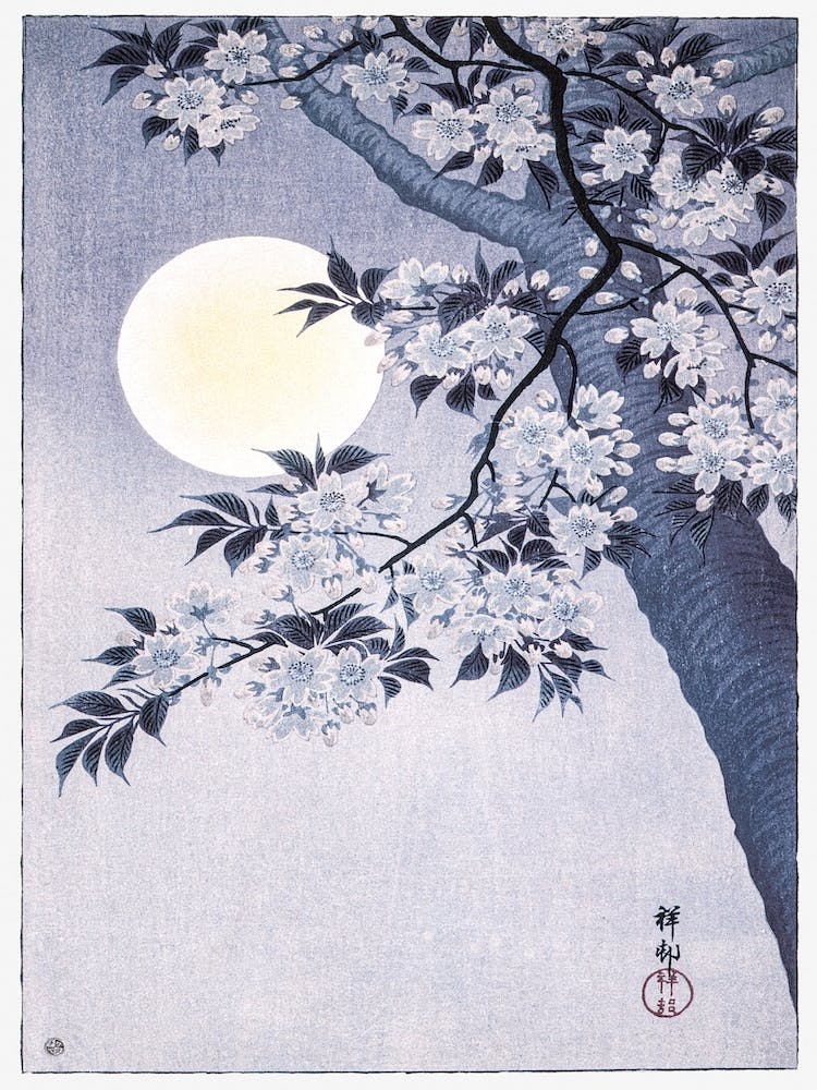 Blossoming Cherry