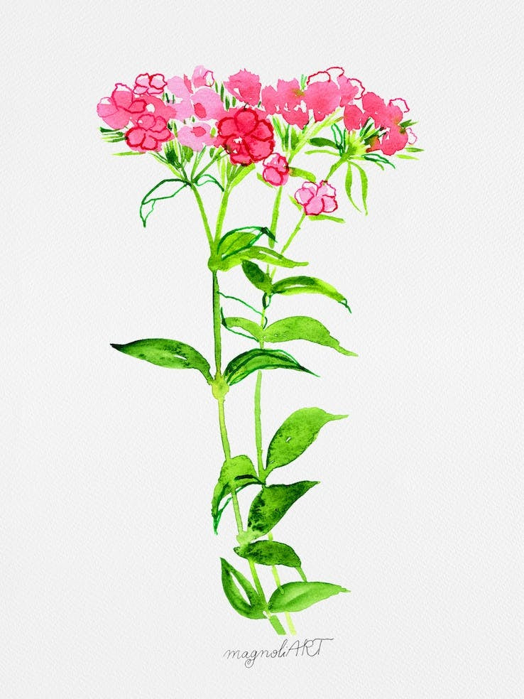 Turkish carnation Watercolor Artwork 1