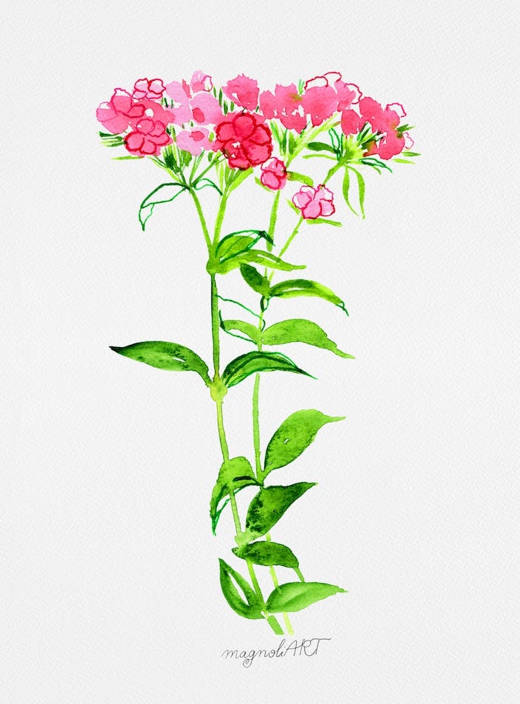 Turkish carnation Watercolor Artwork 1
