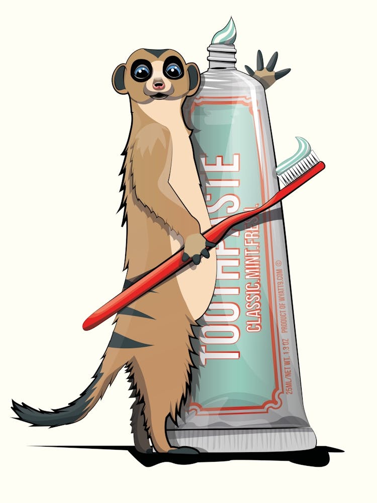 Meerkat Cleaning teeth