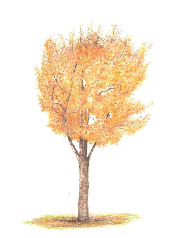 Trumpet Tree