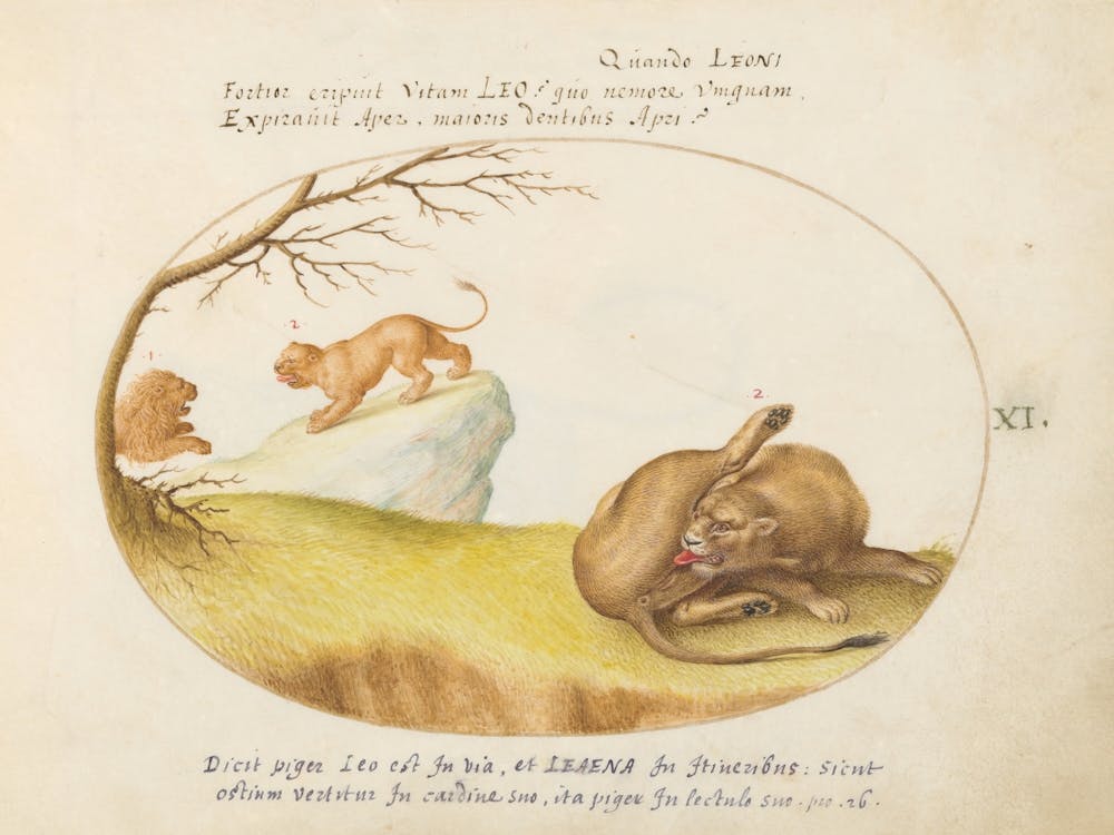 Quadervpedia Animals And Reptiles, Joris Hoefnagel (3) 1