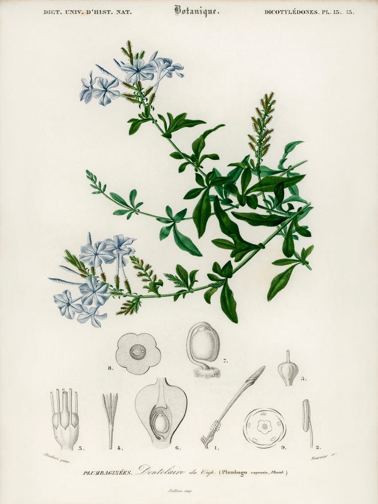 Plumbago Capensis, Charles Dessalines D' Orbigny