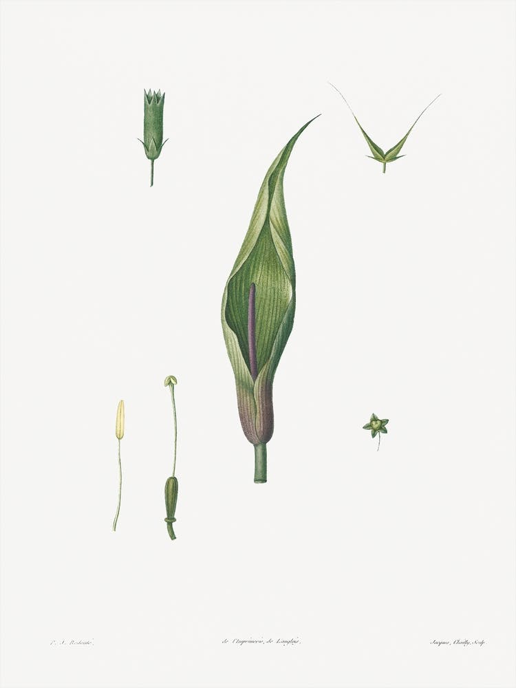 Flowers Set From La Botanique de J. J. Rousseau, Pierre Joseph Redoute 1