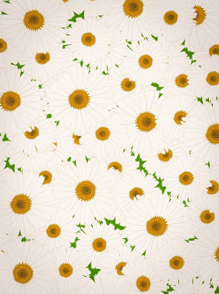 Daisys 1