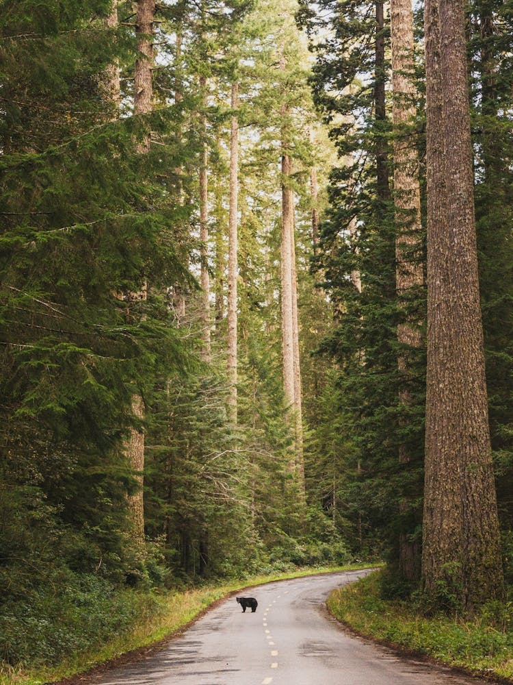 Rêve de Forêt de Séquoias - Animaux Ours Noir