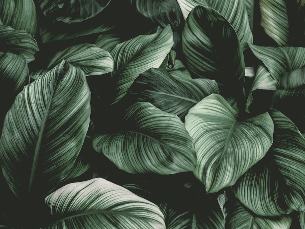 Dark Green Leaf