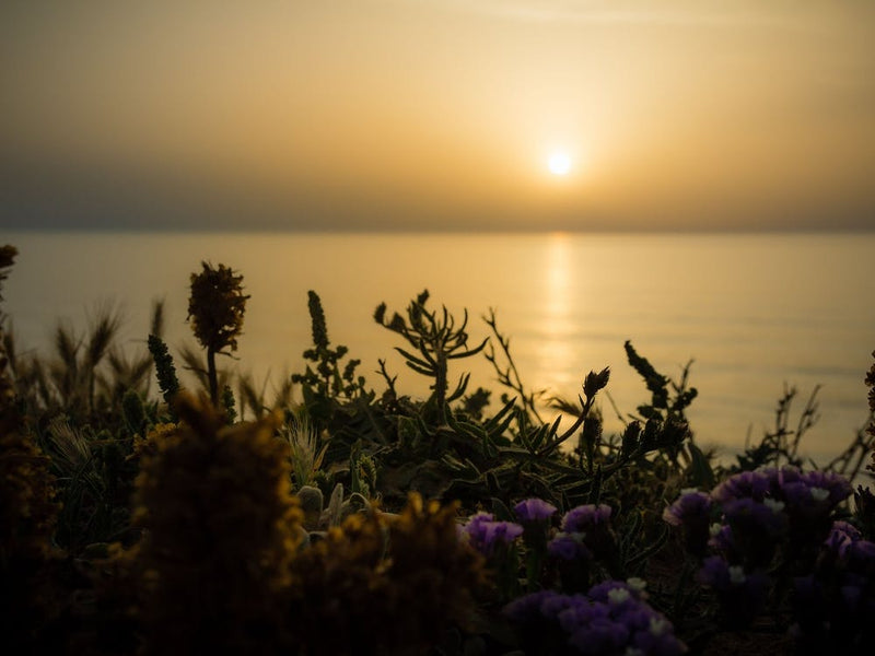 Serene Golden Sunset Over The Sea With The Wild Flowers 3