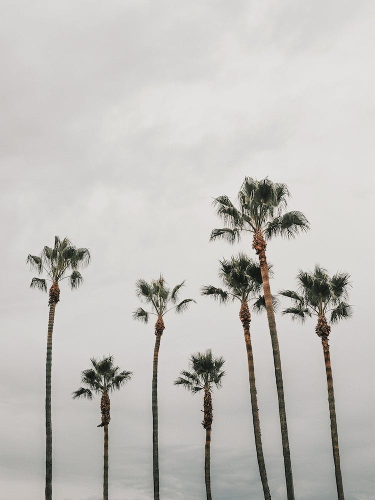 Moody Beach Palms