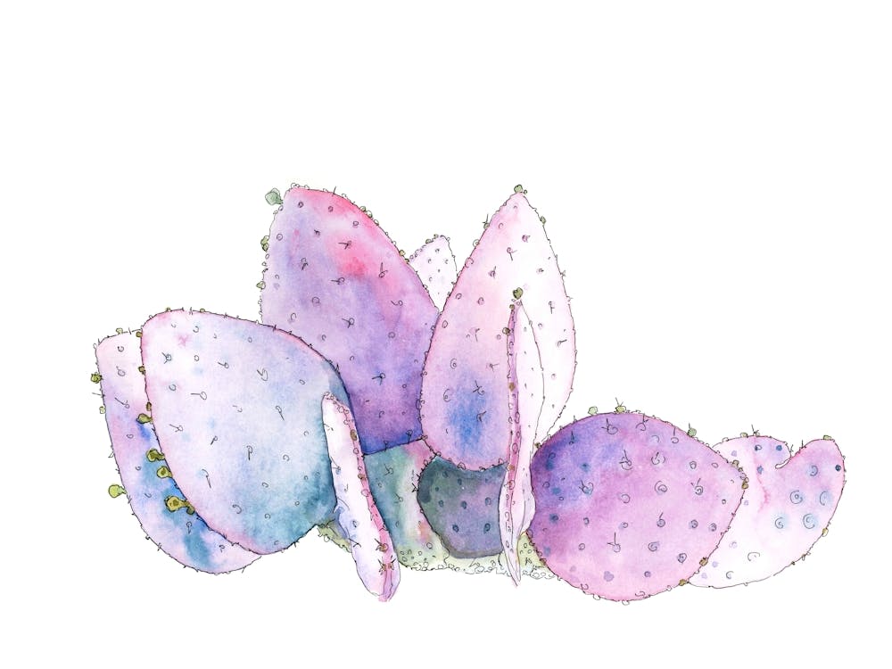 Watercolor Prickly Pear Cactus 1